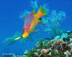 Spanish Hog Fish in Utila by Susan Beerman 